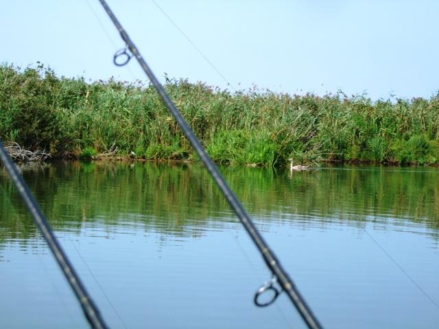 delta rosu 2008 - sa-10044.JPG